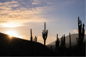 México y Cactus columnares