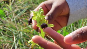 El corazón del otoño