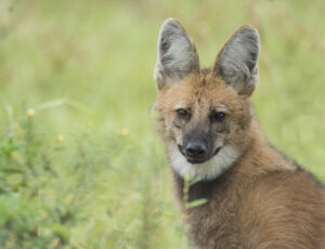 Aguará Guazú - Matias Rebak
