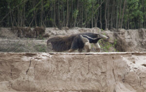 Oso Hormiguero, Bermejo