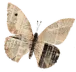 mariposa landings decoración HLS
