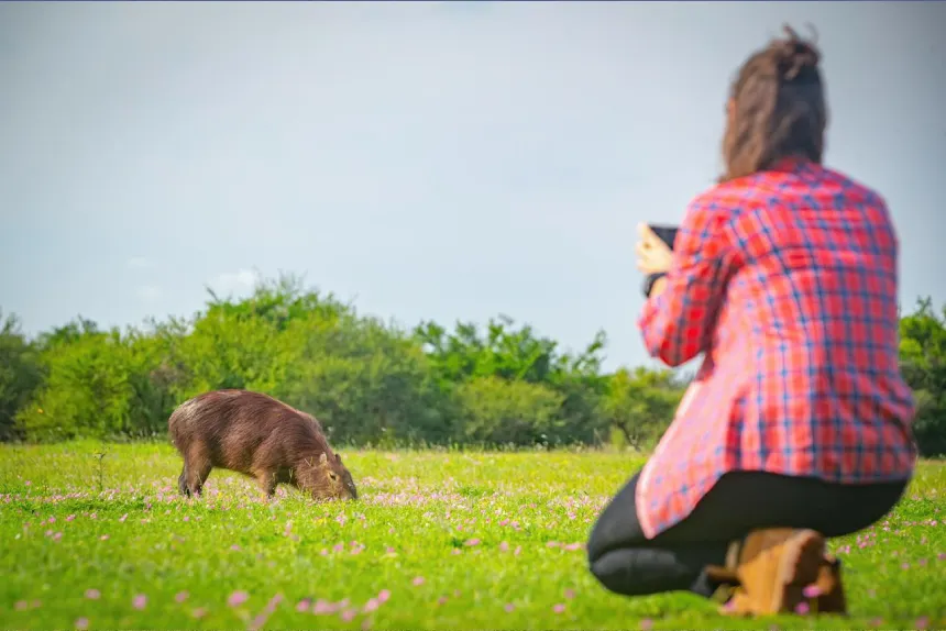 Capibaras Viaje Hacia lo Salvaje Argentina Rewilding